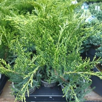 Можжевельник виргинский "Hetz" (р9)