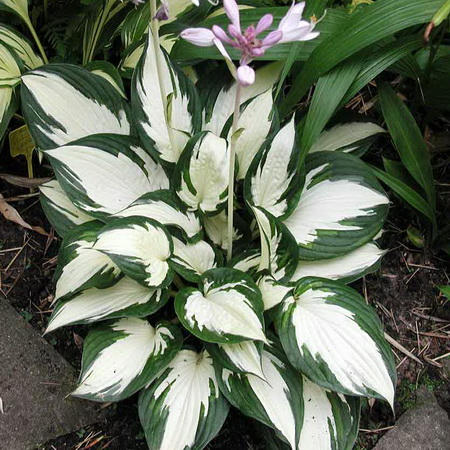 Хоста "Fire and Ice"