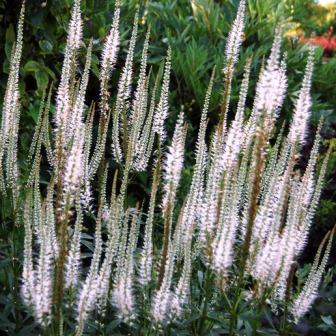 Вероникаструм "Album"