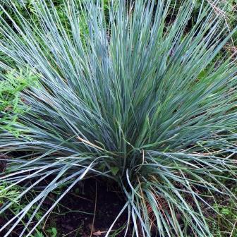 Овсец вечнозеленый