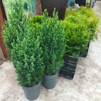 Можжевельник китайский "Stricta" (15) 