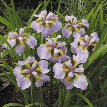 Ирис сибирский "Rikugi Sakura"