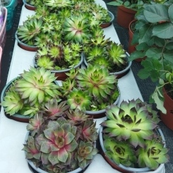 Семпервивум (10)