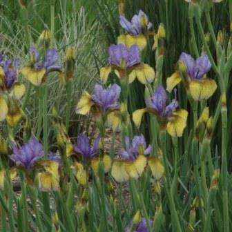 Ирис сибирский «So Van Gogh»