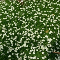 Мшанка  "Green Moss"