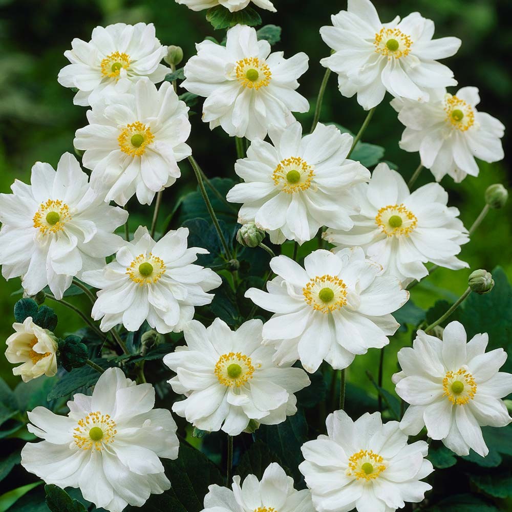 Анемона гибридная "Whirlwind"