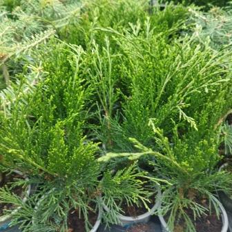 Можжевельник казацкий "Sabina" (р9)