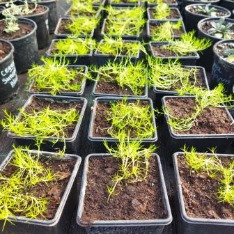 Мшанка  "Lime Moss"