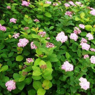 Спирея густоцветковая (С3)