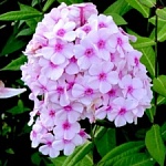 Флокс метельчатый "Graf Zeppelin"