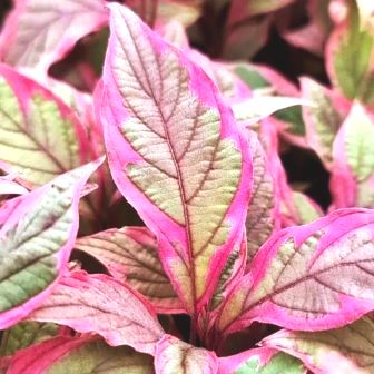 Дерен белый "Miracle" (С3)