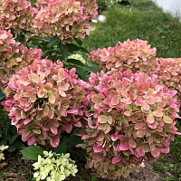 Гортензия метельчатая "Graffiti" (С5)