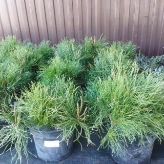 Сосна горная "Pumilio" (С3)
