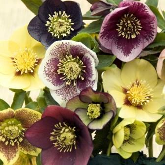 Морозник  микс (р9)