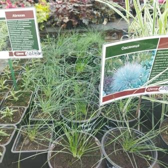 Овсянница "Elijah Blue"