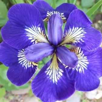 Ирис сибирский «I See Stars»