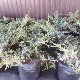 Можжевельник обыкновенный "Sterling Silver" С3