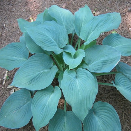 Хоста "Blue Angel"