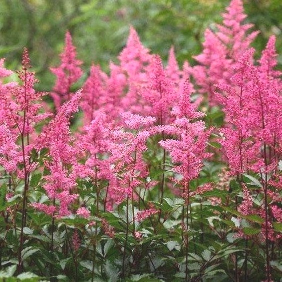 Астильба гибридная "Sunny Day"