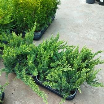 Можжевельник казацкий  "Tamariscifolia" (р9)