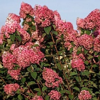 Гортензия метельчатая "Самарская Лидия/Framboisine" (С5)