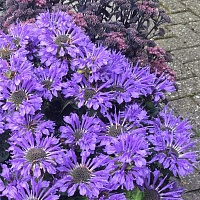 Монарда "Bee-Pretty"