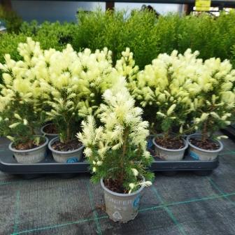 Ель сизая (канадская) "Dаisy`s White" (р9)