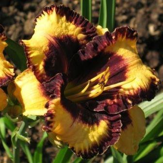 Лилейник "Open My Eyes"