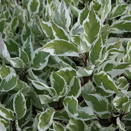 Дерен белый "Ivory Halo" (С3)