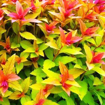 Спирея японская "Goldflame" (С3)