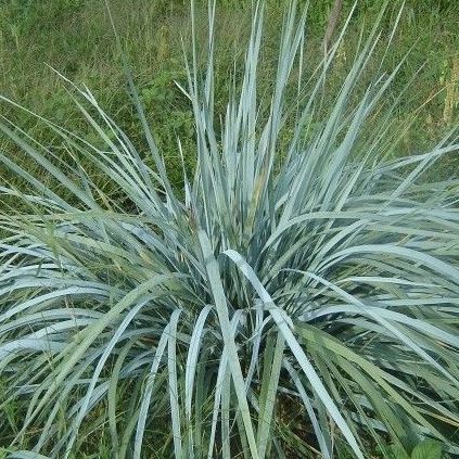 Колосняк песчанный (С2)