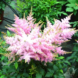 Астильба гибридная "Wonderful Day"