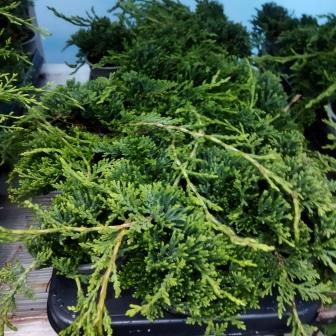 Можжевельник "Icee Blue" (p9)