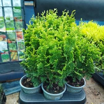 Туя западная "Degroot Spire" (р9)