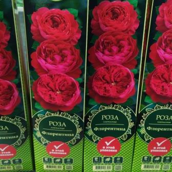 Роза плетистая "Florentina"
