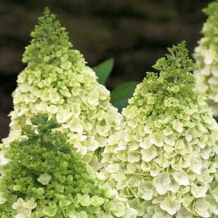 Гортензия  метельчатая "Magical Killimanjaro" (C5)