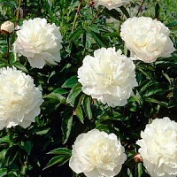 Пион "Alba Plena"