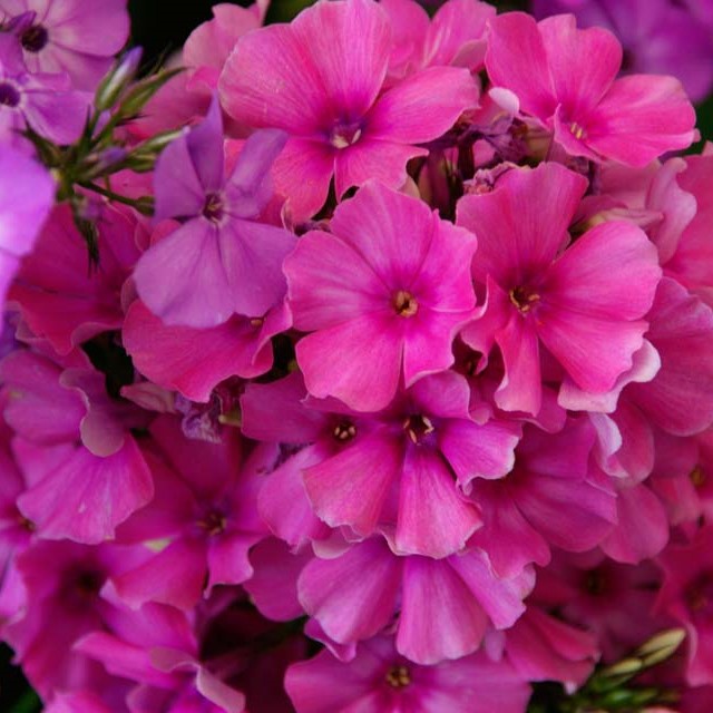 Флокс метельчатый "Flame Pink"