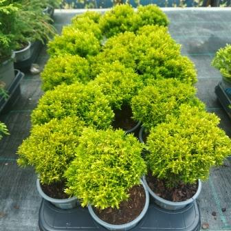 Туя западная "Anniek" (p9)