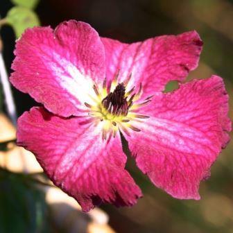 Клематис "Rubra"