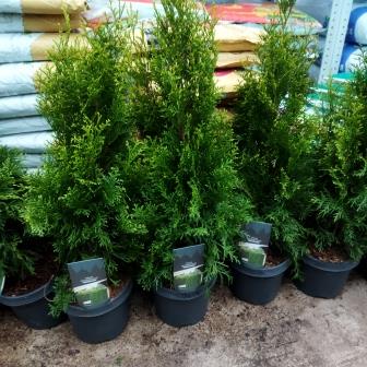 Туя западная "Smaragd" (19)