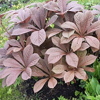 Роджерсия  "Braunlaub"