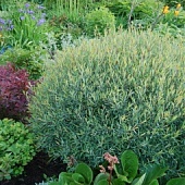 Ива пурпурная «Nana» 