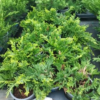 Можжевельник горизонтальный "Golden Carpet" (р9)