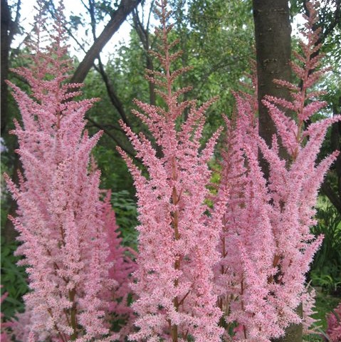 Астильба гибридная "Mighty Pip"