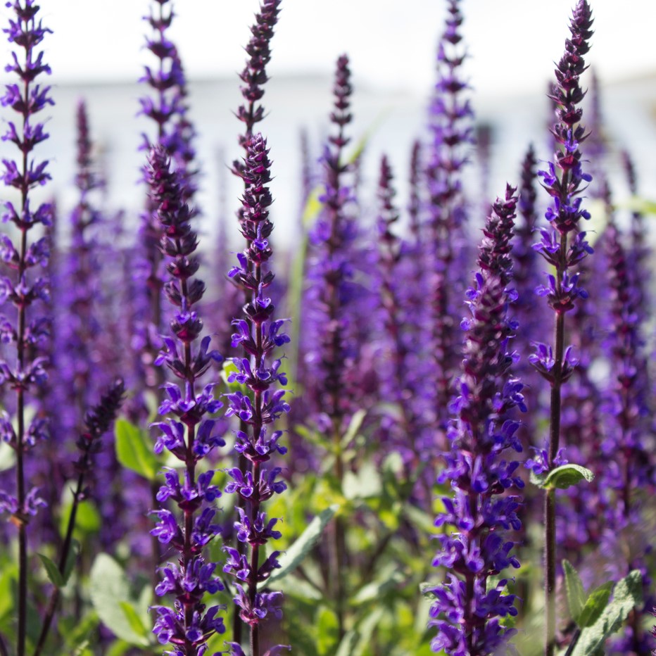 Шалфей дубравный "Caradonna" 