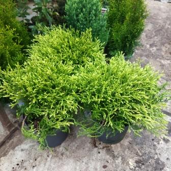 Туя западная " Mr. Bowling Ball" (19)