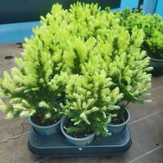 Ель  "Rainbow`s End" (р9)