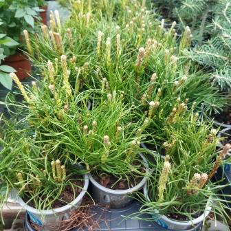 Сосна горная "Mugo Pumilio" (р9)