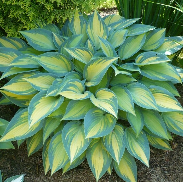 Хоста "June"